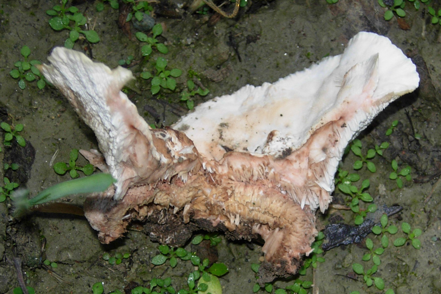 Hydnum sp? (Abortiporus biennis)